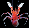 Crustacea (crustaceans)