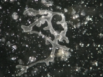 Polyplacotoma mediterranea