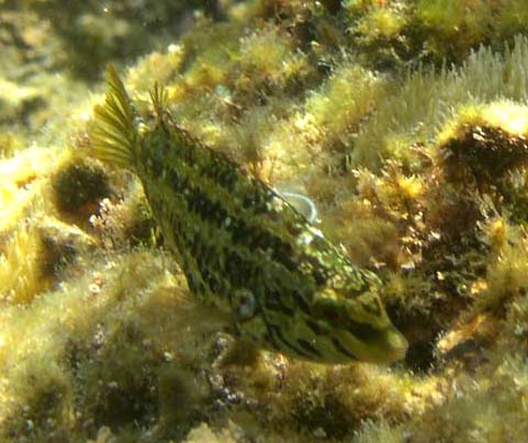 Symphodus (Crenilabrus) roissali (Risso, 1810) Symphodus (Crenilabrus) roissali (Risso, 1810)