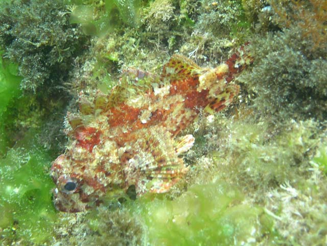 Scorpaena loppei Scorpaena loppei