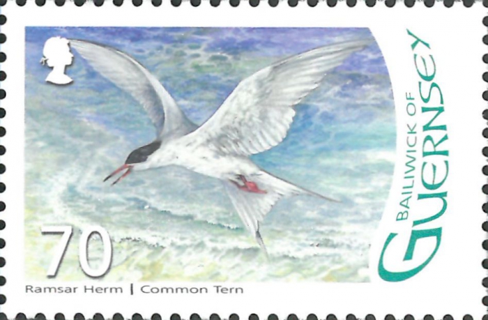 Sterna hirundo Sterna hirundo