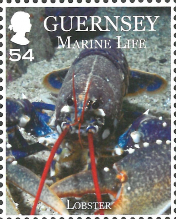 Homarus gammarus