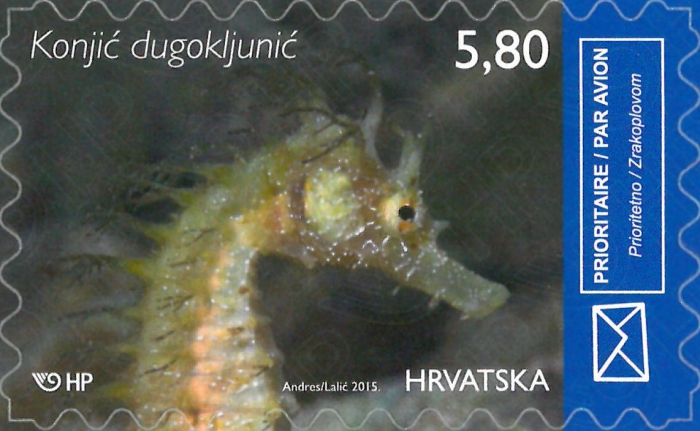 Hippocampus guttulatus Hippocampus guttulatus