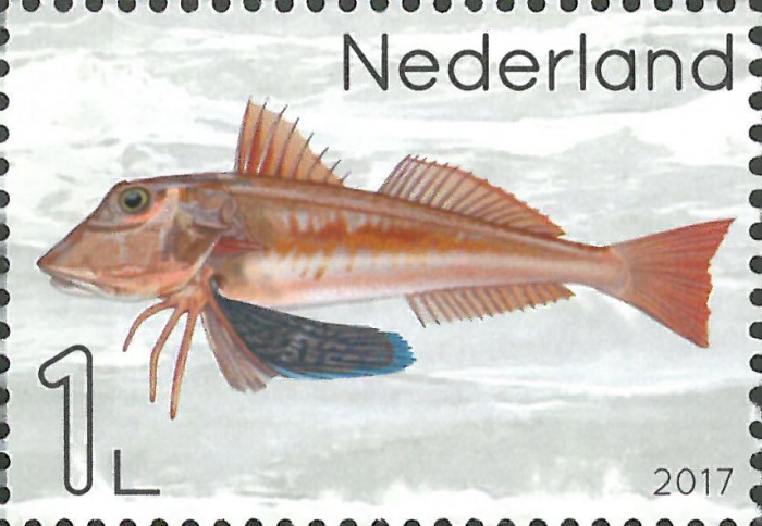 Chelidonichthys lucerna Chelidonichthys lucerna