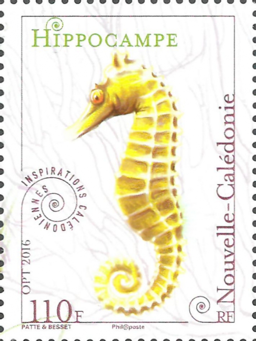 Hippocampus sp. Hippocampus sp.