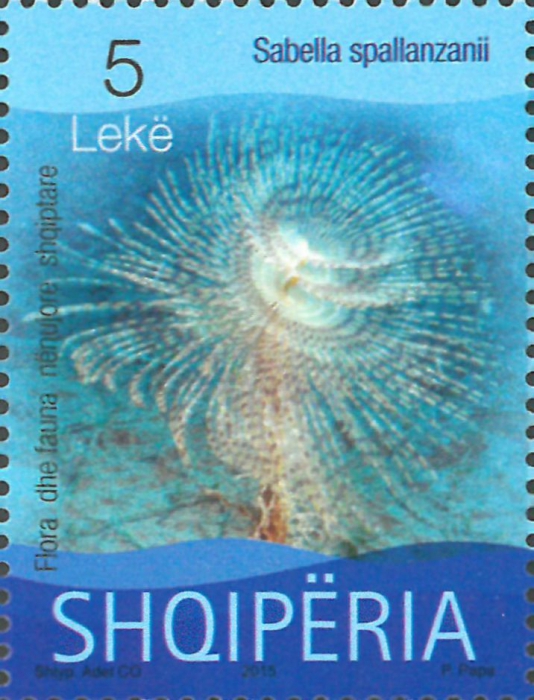 Sabella spallanzanii