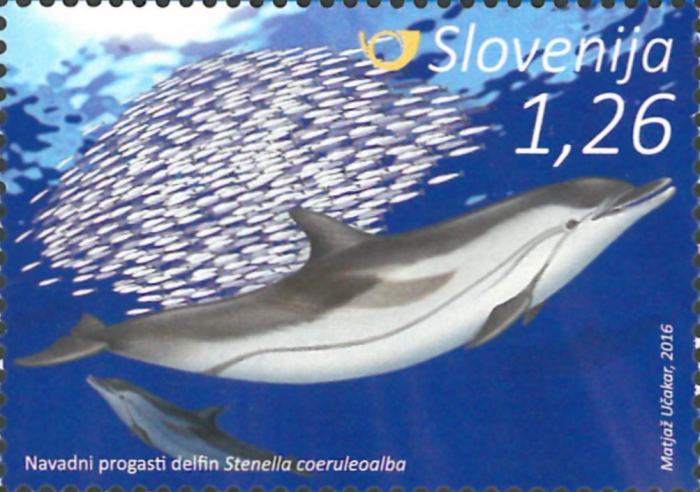 Stenella coeruleoalba Stenella coeruleoalba