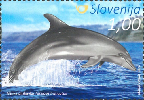 Tursiops truncatus