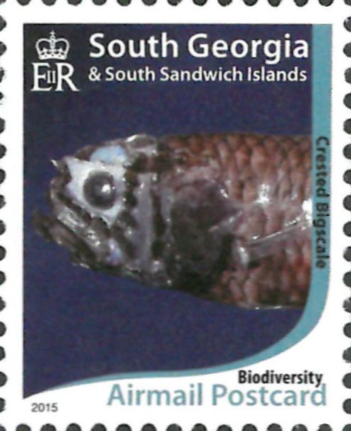 Poromitra crassiceps Poromitra crassiceps