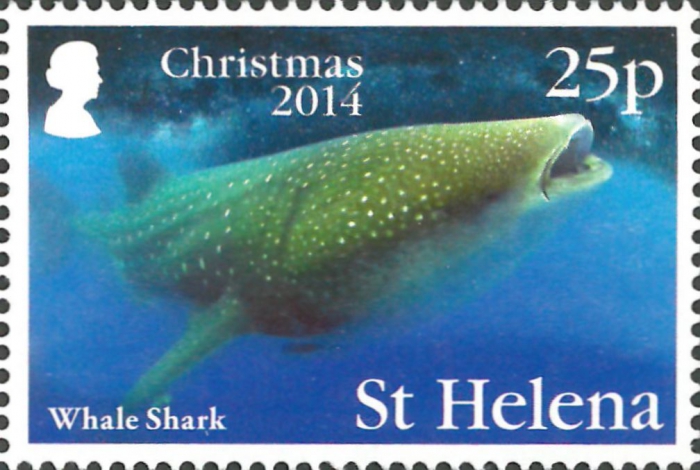 Rhincodon typus Rhincodon typus