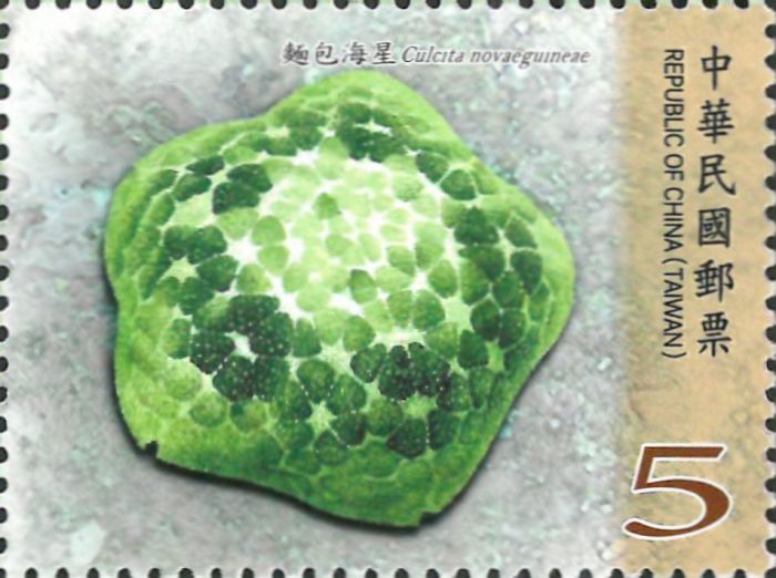 Culcita novaeguineae Culcita novaeguineae