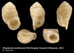 Rhaphaulus tonkinensis Páll-Gergely, Hunyadi & Maassen, 2014