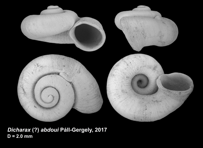 Dicharax (?) abdoui Páll-Gergely, 2017 Dicharax (?) abdoui Páll-Gergely, 2017