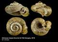 Mollusca (molluscs)