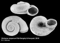 Dicharax stuparum Páll-Gergely & Hunyadi, 2018