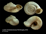 Caenogastropoda