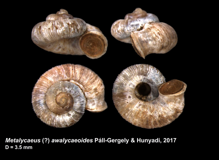 Metalycaeus (?) awalycaeoides Páll-Gergely & Hunyadi, 2017 Metalycaeus (?) awalycaeoides Páll-Gergely & Hunyadi, 2017