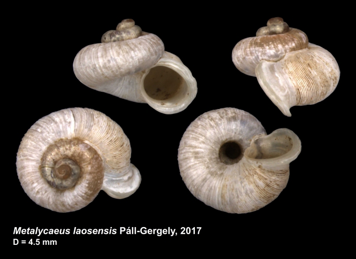 Metalycaeus laosensis Páll-Gergely, 2017