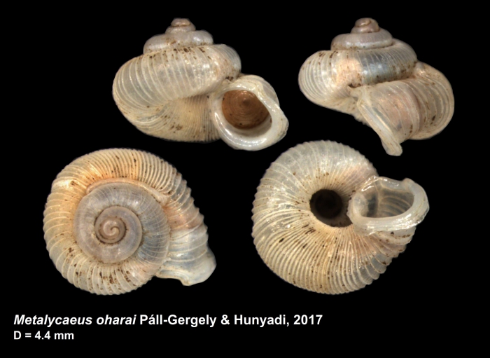 Metalycaeus oharai Páll-Gergely & Hunyadi, 2017