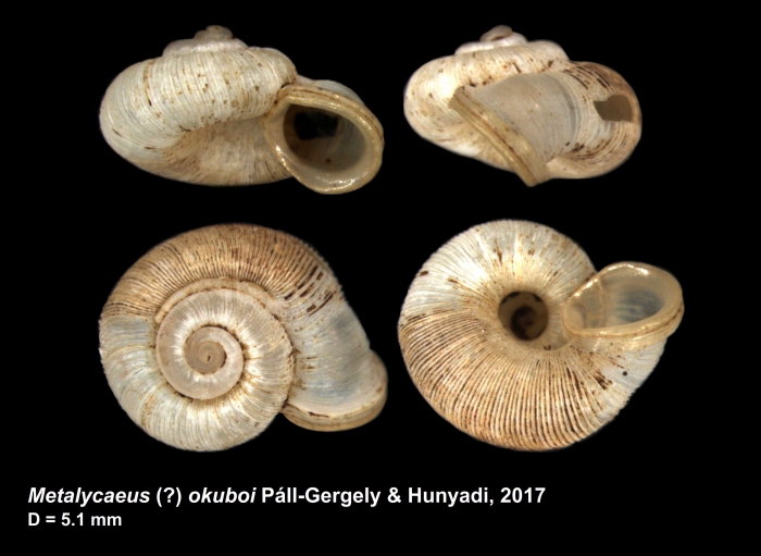 Metalycaeus (?) okuboi Páll-Gergely & Hunyadi, 2017