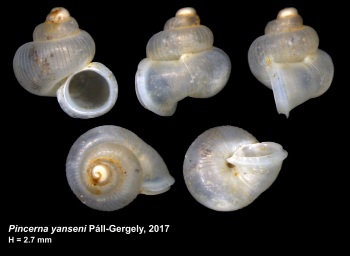 Pincerna yanseni Páll-Gergely, 2017