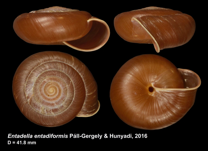 Entadella entadiformis Páll-Gergely & Hunyadi, 2016 Entadella entadiformis Páll-Gergely & Hunyadi, 2016