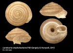 Landouria omphalostoma Páll-Gergely & Hunyadi, 2013