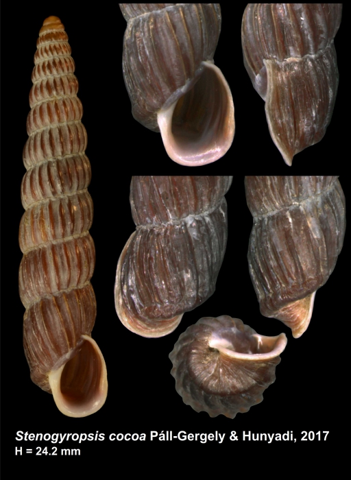 Stenogyropsis cocoa Páll-Gergely & Hunyadi, 2017 Stenogyropsis cocoa Páll-Gergely & Hunyadi, 2017