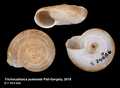 Mollusca (molluscs)