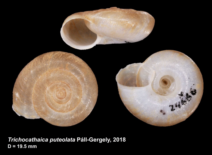 Trichocathaica puteolata Páll-Gergely, 2018 Trichocathaica puteolata Páll-Gergely, 2018