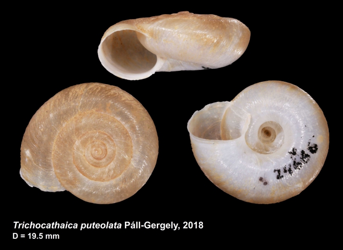 Trichocathaica puteolata Páll-Gergely, 2018