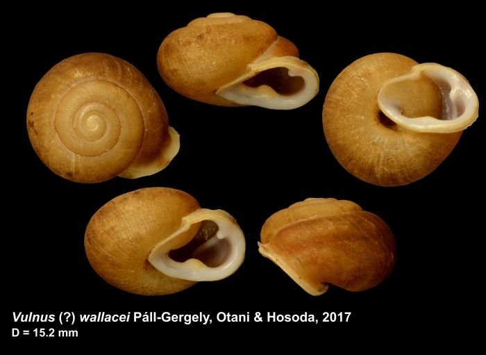 Vulnus (?) wallacei Páll-Gergely, Otani & Hosoda, 2017