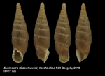 Euxinastra (Odonteuxina) harchbelica Páll-Gergely, 2010