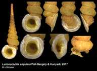 Luzonocoptis angulata Páll-Gergely & Hunyadi, 2017