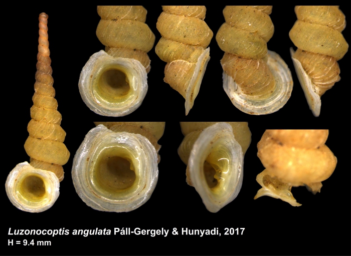 Luzonocoptis angulata Páll-Gergely & Hunyadi, 2017