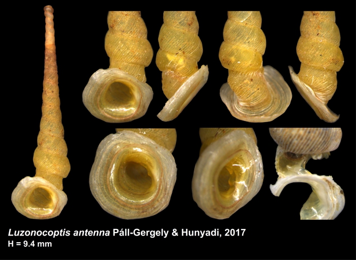 Luzonocoptis antenna Páll-Gergely & Hunyadi, 2017