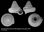 Hypselostoma lacrima Páll-Gergely & Hunyadi, 2015