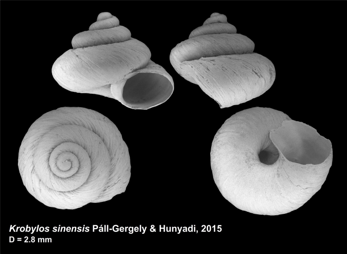 Krobylos sinensis Páll-Gergely & Hunyadi, 2015 Krobylos sinensis Páll-Gergely & Hunyadi, 2015