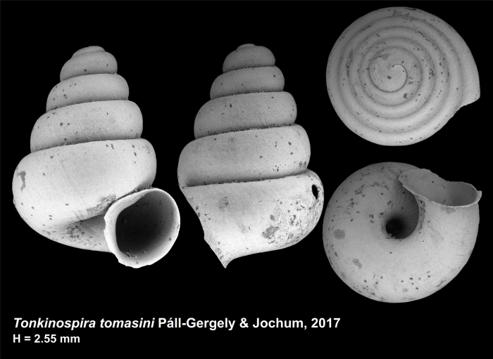 Tonkinospira tomasini Páll-Gergely & Jochum, 2017 Tonkinospira tomasini Páll-Gergely & Jochum, 2017