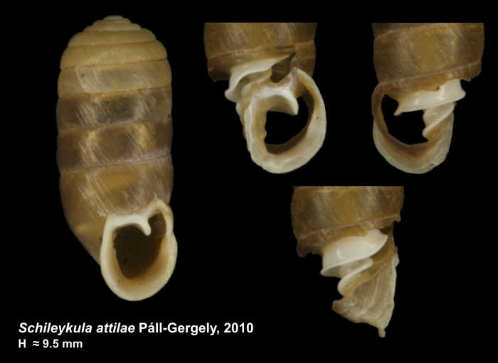 Schileykula (?) attilae Páll-Gergely, 2010 Schileykula (?) attilae Páll-Gergely, 2010
