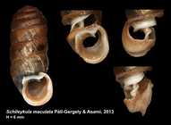 Schileykula maculata Páll-Gergely & Asami, 2013