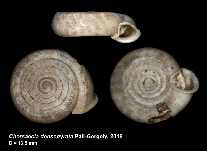 Chersaecia densegyrata Páll-Gergely, 2018 Chersaecia densegyrata Páll-Gergely, 2018