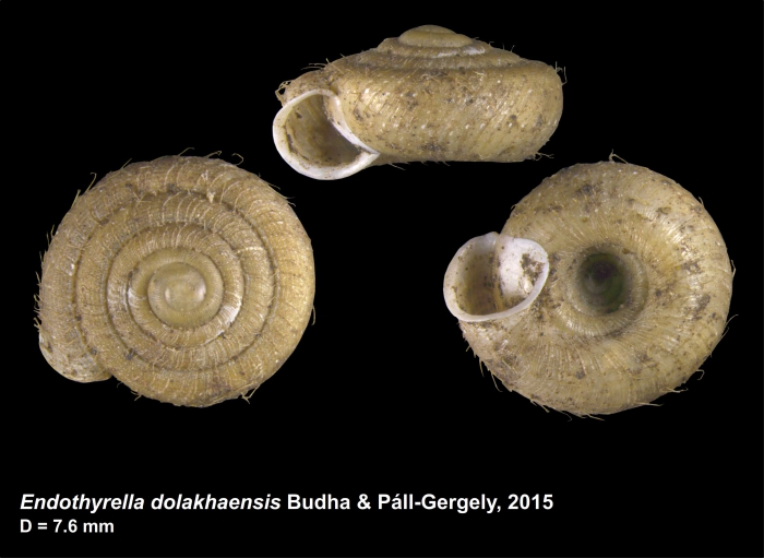 Endothyrella dolakhaensis Budha & Páll-Gergely, 2015