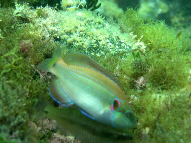 Symphodus ocellatus Symphodus ocellatus