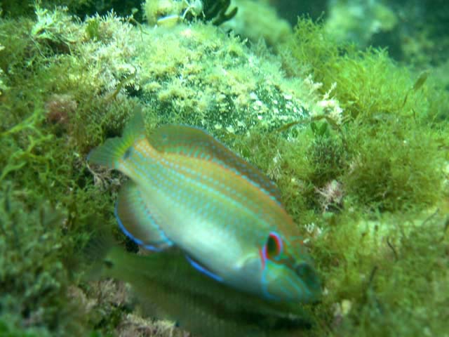 Symphodus ocellatus