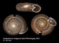 Mollusca (molluscs)