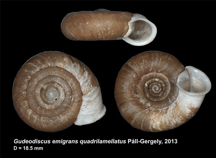 Gudeodiscus emigrans quadrilamellatus Páll-Gergely, 2013