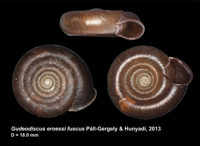 Gudeodiscus eroessi fuscus Páll-Gergely & Hunyadi, 2013