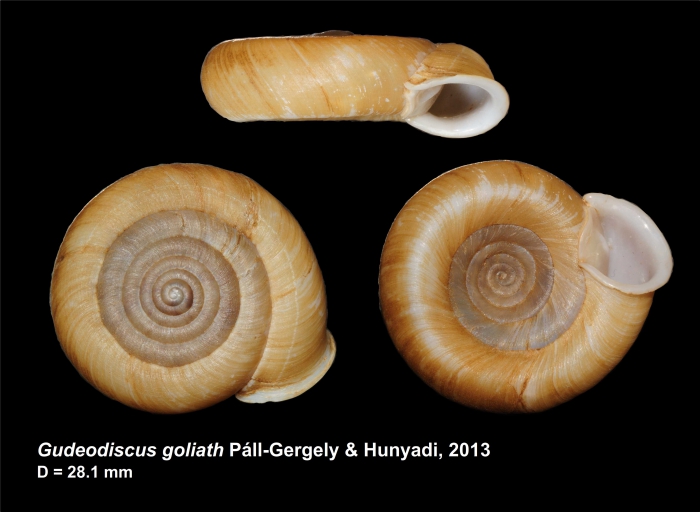 Gudeodiscus goliath Páll-Gergely & Hunyadi, 2013