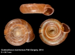 Gudeodiscus marmoreus Páll-Gergely, 2014